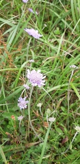 Scabiosa lacerifolia