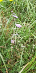 Scabiosa lacerifolia