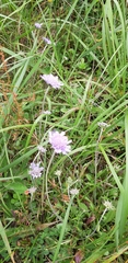 Scabiosa lacerifolia
