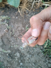 Platycleis intermedia