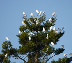 Bubulcus ibis coromandus