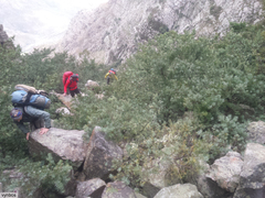 Podocarpus latifolius