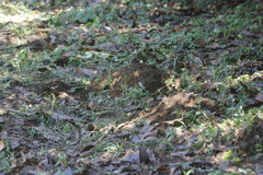 Heterogeomys hispidus