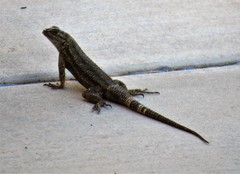 Sceloporus occidentalis