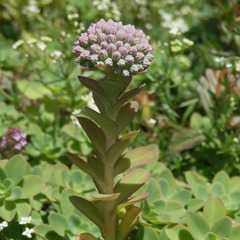 Hylotelephium anacampseros