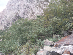 Podocarpus latifolius