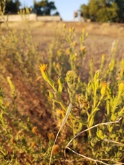 Heterotheca oregona
