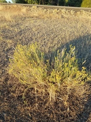 Heterotheca oregona