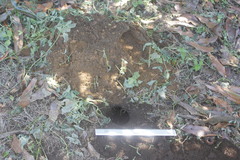 Heterogeomys hispidus