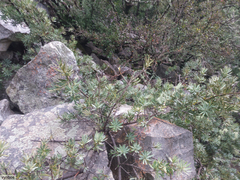 Podocarpus latifolius