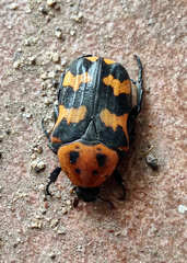 Euphoria fascifera