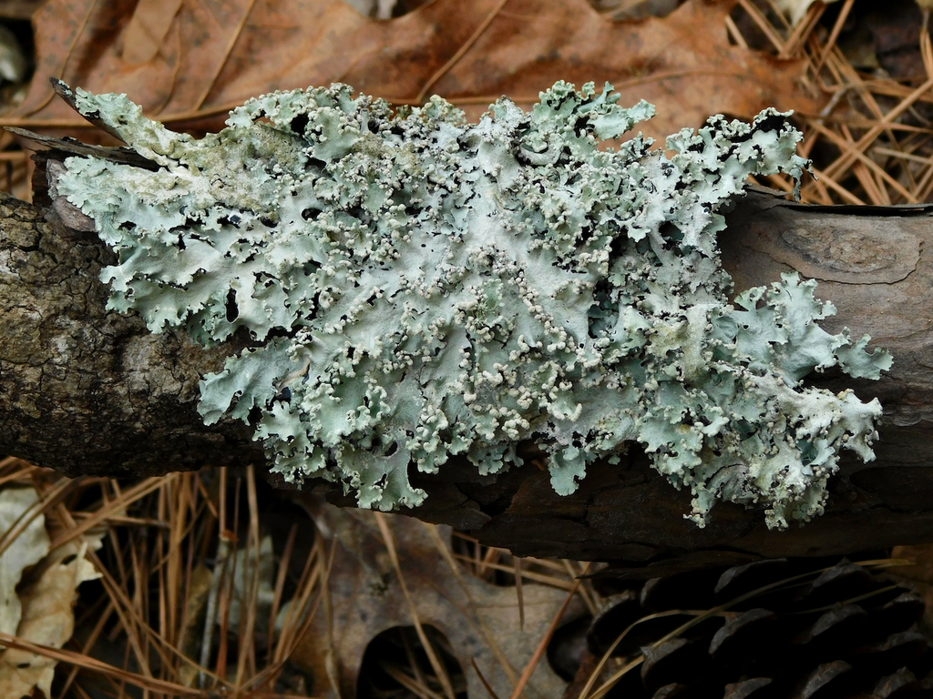 Parmotrema margaritatum