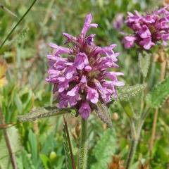 Betonica hirsuta