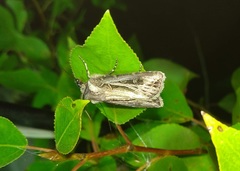 Agrotis trifurca