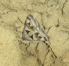 Euclidia triquetra