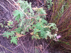 Pelargonium hispidum