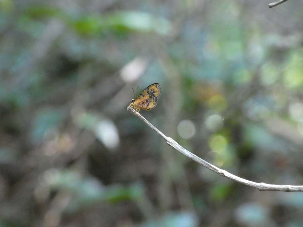 Ptelina carnuta