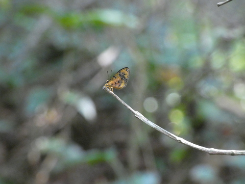 Ptelina carnuta