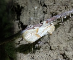 Mycteroplus puniceago