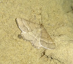Isturgia murinaria