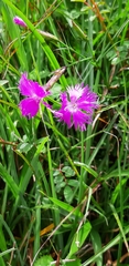 Dianthus pygmaeus