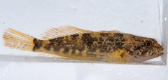 Cottus aleuticus