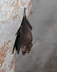 Balantiopteryx io
