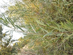 Salix melanopsis