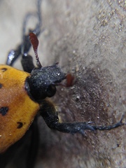 Euphoria fascifera