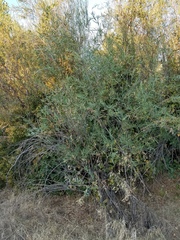Salix melanopsis