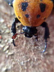 Euphoria fascifera