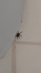 Scotophaeus blackwalli