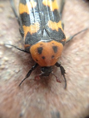 Euphoria fascifera