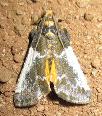 Pithyllis metachryseis