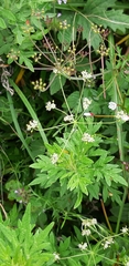 Pimpinella niitakayamensis