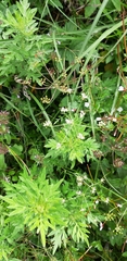 Pimpinella niitakayamensis
