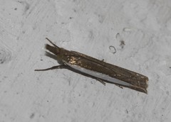 Crambus quinquareatus