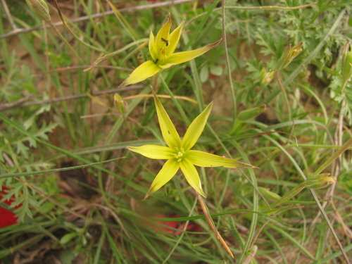 Image of Gagea rigida by (c) Nachman bones, some rights reserved (CC BY)