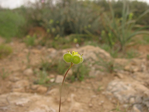 Image of Biscutella didyma by (c) Nachman bones, some rights reserved (CC BY)
