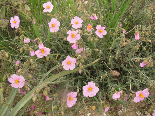 Helianthemum vesicarium, photograph 1