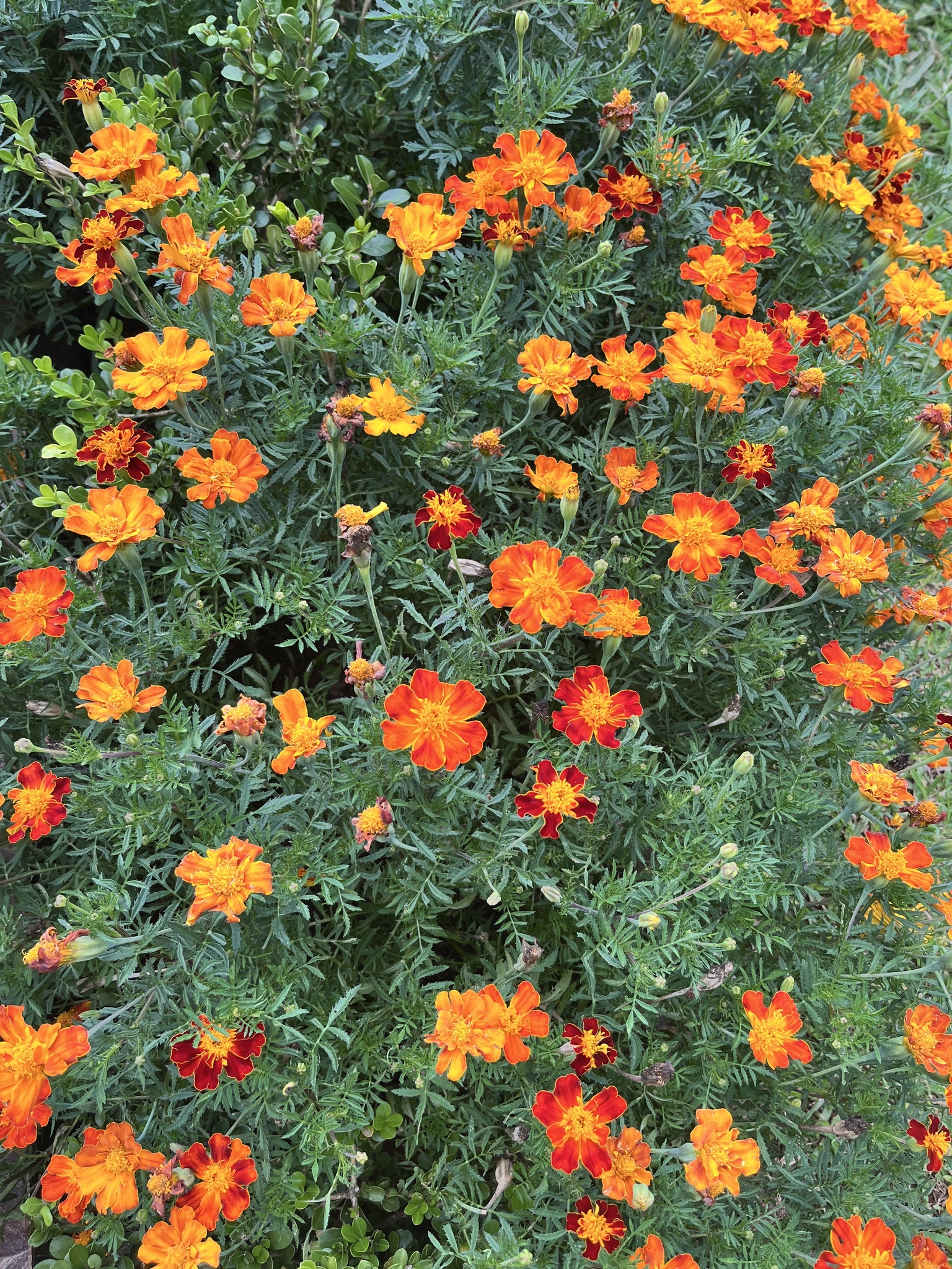 Tagetes patula