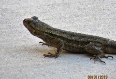 Sceloporus occidentalis