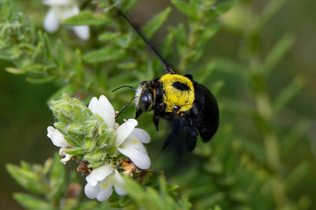 Xylocopa waterhousei