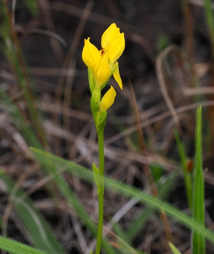 Golden Splitlip Orchid (Schizochilus zeyheri)