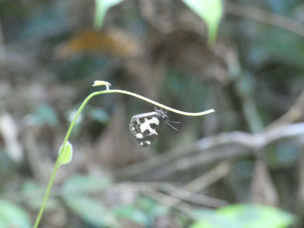 Falcuna margarita