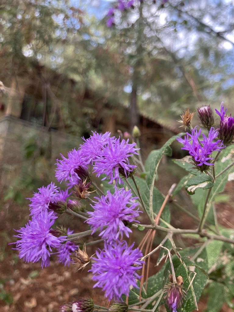 Vickianthus