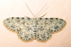 Scopula nigrinotata
