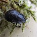 Alpine Shield Bug - Photo (c) Barbara Barratt, some rights reserved (CC BY-NC), uploaded by Barbara Barratt