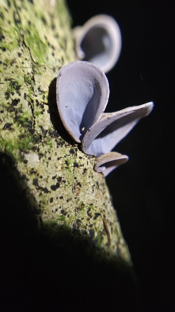 Auricularia cornea · February 2025 · photo: © nbir012 (iNaturalist, cc0)