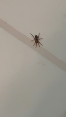 Scotophaeus blackwalli